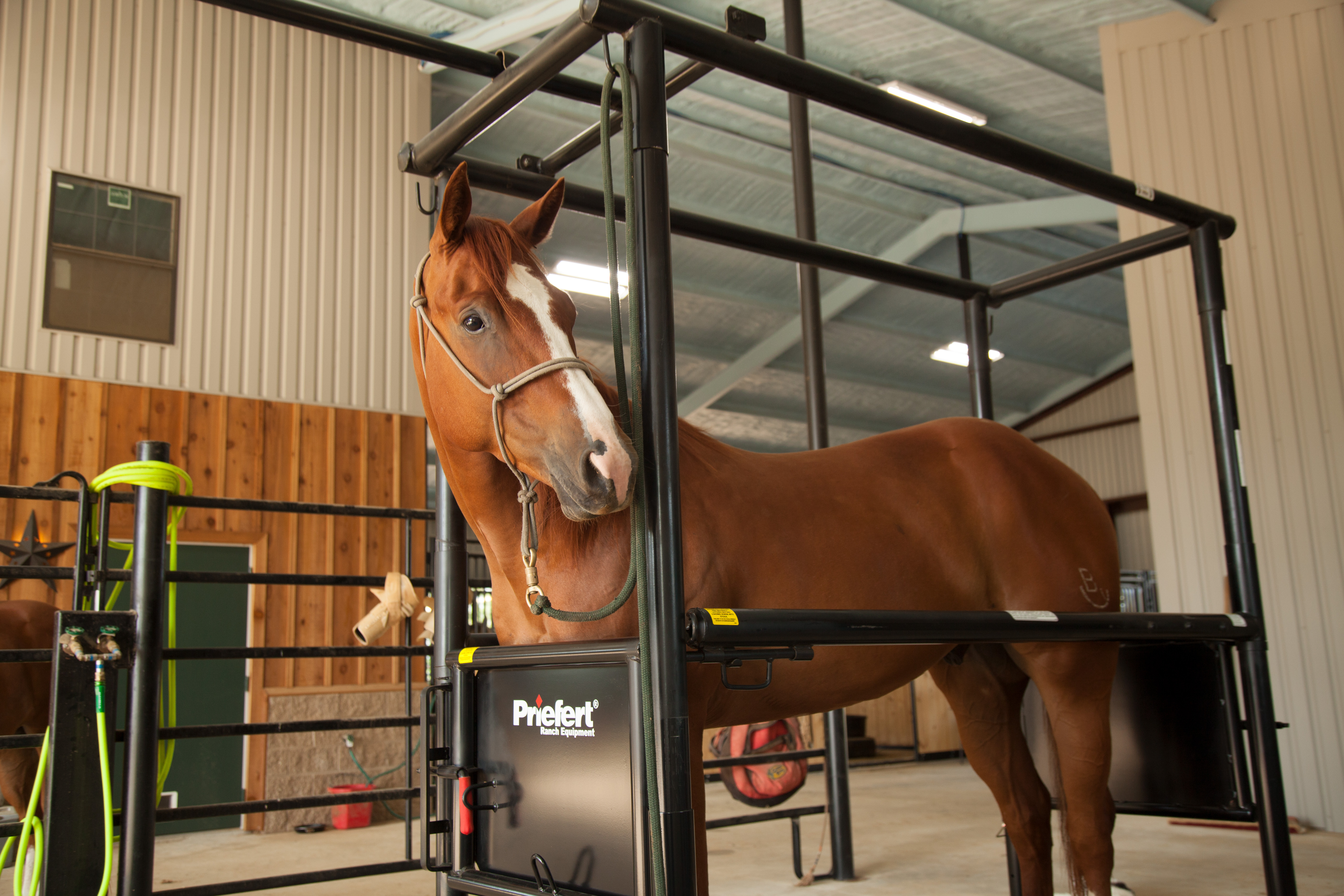 HS HorseStock Bynum 23.jpg